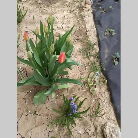 в центрі мукачева Mukačevo